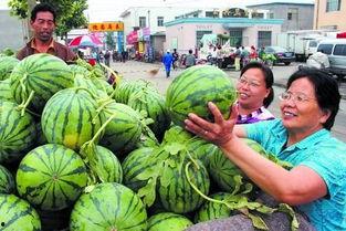 今日高瓜价格,市场动态一览”