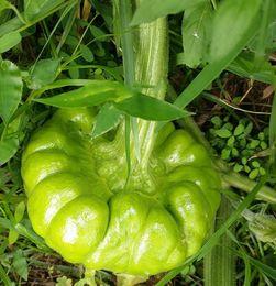 昆明姜柄瓜今日价格,市场行情稳中向好