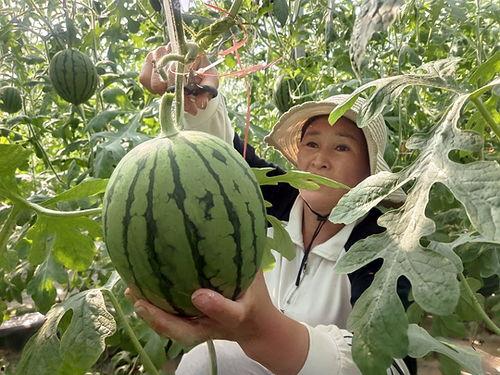 河南省小吊瓜今日价格,价格行情一览”