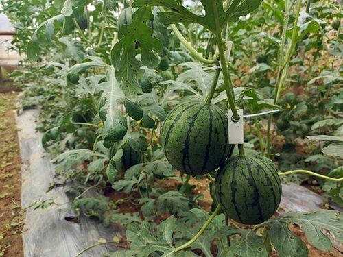 韩寺今日吊瓜价格多少,新鲜上市，品质保证！”