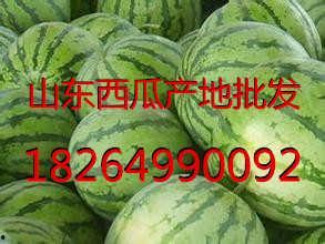 山东西瓜今日收瓜价,行情波动，市场动态一览”