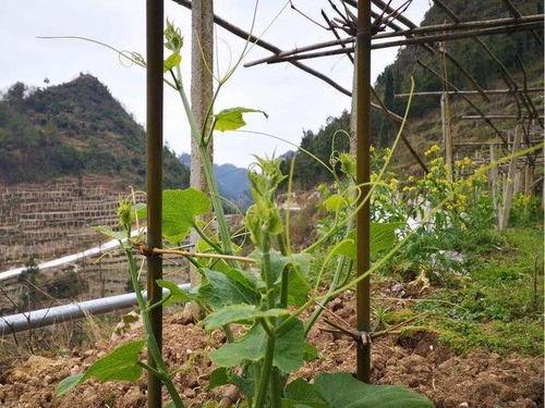 寿光市场今日佛手瓜价格