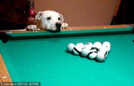明星网红台球怎么玩的,台球运动魅力无限