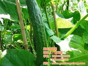 景东今日小瓜价格行情,涨跌波动，市场动态一览”