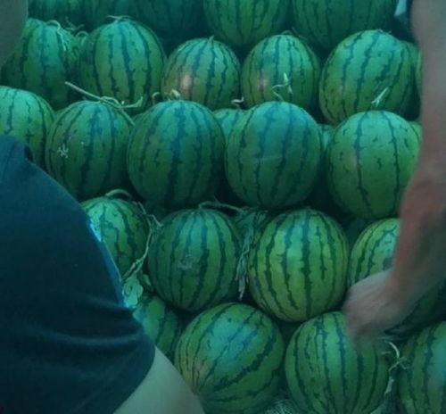 二瓜价格今日行情,价格波动解析与市场趋势洞察”