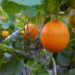 莘县小吊瓜今日价格多少,价格行情一览”