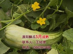 酥瓜今日价位走势