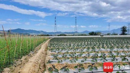 今日崖城瓜菜价格