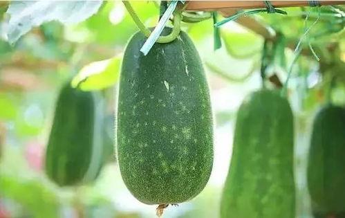 今日吃啥瓜,揭秘娱乐圈最新热点事件