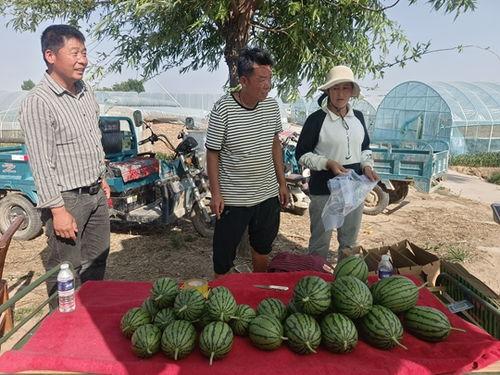 中牟吊瓜今日价格表