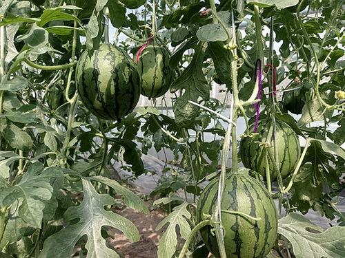 中牟黄心小吊瓜今日价格,价格行情一览