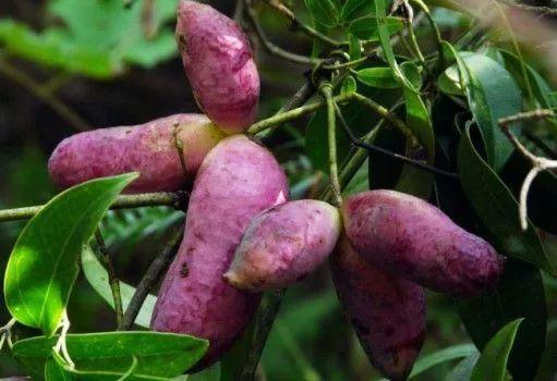 八月瓜中药今日价,价格波动与市场动态一览”