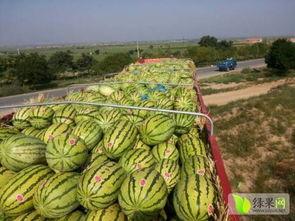顺丰硒砂瓜今日行情,品质瓜果价格走俏，市场反响热烈