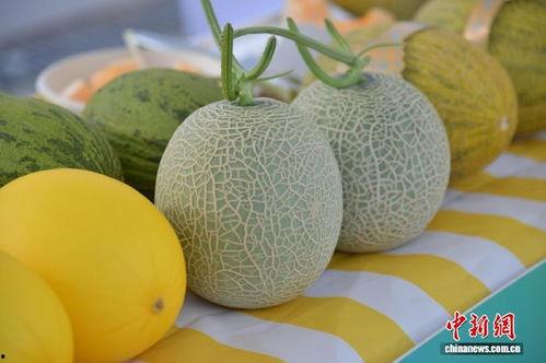 今日海南种什么瓜菜最好,海南今日最佳种植瓜菜指南