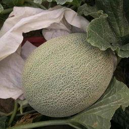 梢瓜批发价格今日行情,波动分析及市场趋势解读”