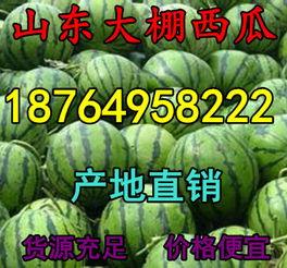 梢瓜批发价格今日行情,波动分析及市场趋势解读”