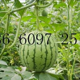 山东潍坊吊瓜今日价格表,行情稳定，品质优良