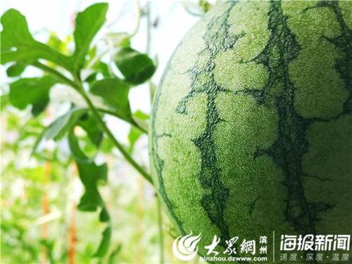 51吃瓜今日吃瓜地址,揭秘今日热门吃瓜地址，精彩内容不容错过！